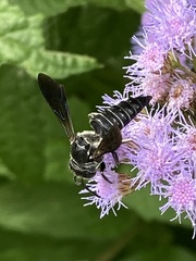 Coelioxys dolichos