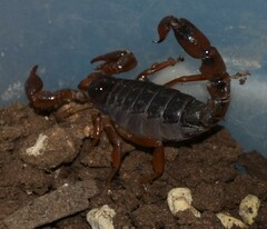 Bothriurus bonariensis