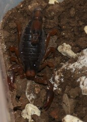 Bothriurus bonariensis