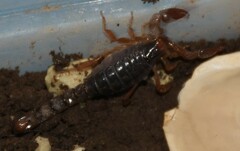 Bothriurus bonariensis