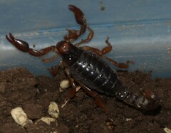 Bothriurus bonariensis
