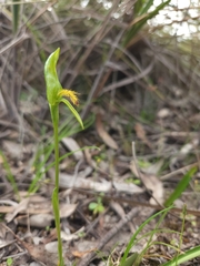 Pterostylis tasmanica