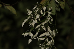 Notothixos leiophyllus