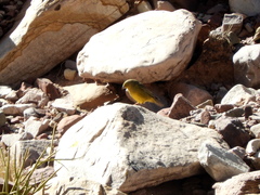 Sicalis olivascens
