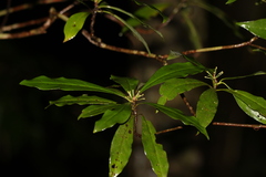 Tasmannia membranea