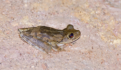 Boana crepitans