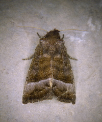 Papaipema eupatorii