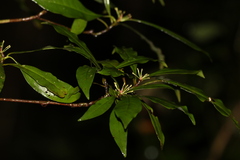 Tasmannia membranea