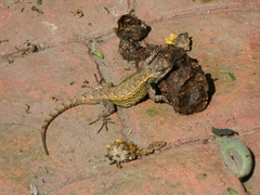 Sceloporus grammicus