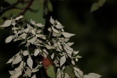 Notothixos leiophyllus