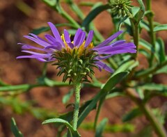 Dieteria bigelovii