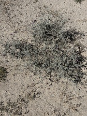 Psorothamnus emoryi emoryi