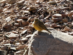 Sicalis olivascens