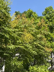 Koelreuteria bipinnata