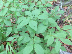 Lonicera maximowiczii