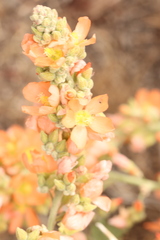 Sphaeralcea munroana