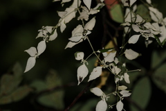 Notothixos leiophyllus