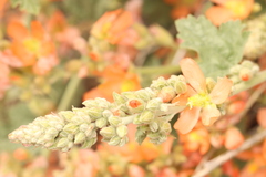 Sphaeralcea munroana