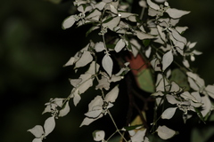 Notothixos leiophyllus