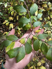 Vaccinium myrtilloides