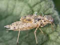 Libelluloidea