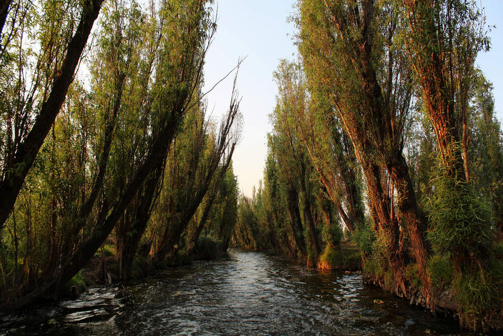 Salix bonplandiana