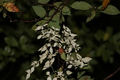 Notothixos leiophyllus