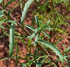 Dieteria bigelovii