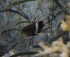 Chrysiptera biocellata