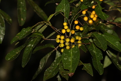 Sarcomelicope simplicifolia