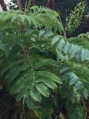Melianthus major