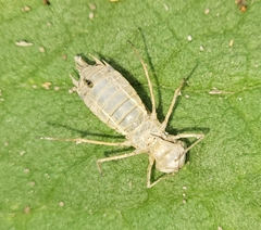 Libelluloidea
