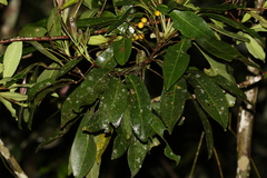 Sarcomelicope simplicifolia