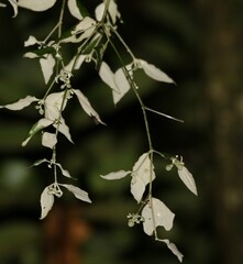 Notothixos leiophyllus