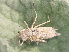 Libelluloidea