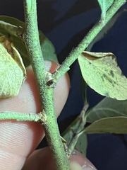 Vaccinium myrtilloides