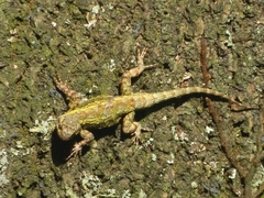 Sceloporus grammicus