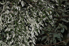 Notothixos leiophyllus