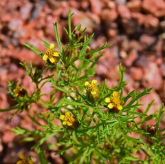 Dyssodia papposa