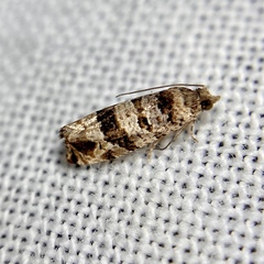 Lobesia peltophora