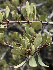 Ceanothus cuneatus