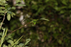 Dendrobium gracilicaule