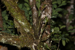 Dendrobium gracilicaule
