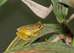 Dendropsophus minutus