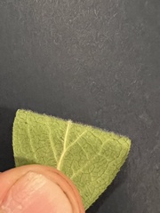 Vaccinium myrtilloides