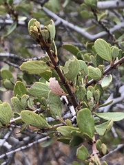 Ceanothus cuneatus