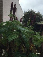 Melianthus major