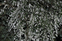 Notothixos leiophyllus