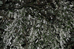 Notothixos leiophyllus