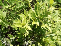 Lonicera maximowiczii